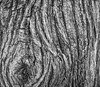 Tree bark