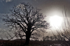Backlit Tree