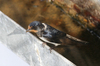 Swallow