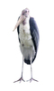 Marabou Stork