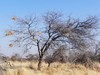 botswana landscape