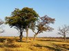 botswana landscape