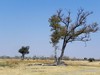 botswana landscape