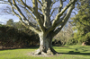 Beech tree in winter