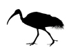 Ibis