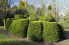 Topiary