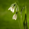 Snowdrops