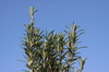 Rosemary 2