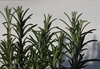 Rosemary 1