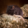Gerbils cuddling