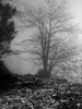 Mist