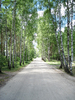 A path through a forest.