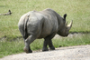 Black rhinoceros