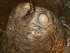 Stalactite