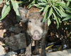 Small wild boar