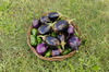 eggplants and peppers 2