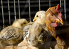 Chicks in the farmyard 3