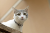 Cute cat with yellows eyes 3