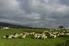 The pasture 2