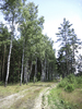 Path through the forest