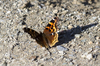 Butterfly basking