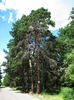 Old pines