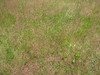Meadow