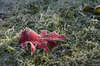 fallen leaf 2