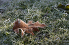 fallen leaf 1
