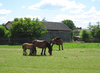 Horses on a pasture