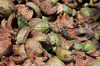 Coconut Husks