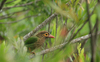 Large Green Berbet