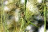 Grass Perch