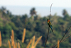Blue tailed Bee Eater