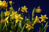Easter daffodils