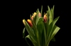 Tulips with many colours