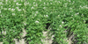 Potato field