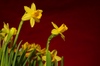 Easter daffodils