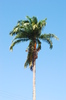 Palm Tree 1