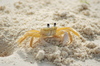 Crab 4
