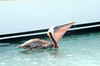 Pelican