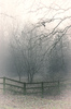 Misty woods