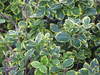 Leaves