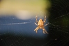 Spider 2