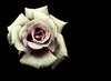 Antique Rose 2