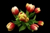 Fisheye Tulips