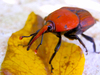 insecto 2