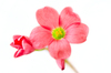 Clover flower