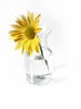 Isolated Daisy