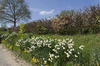 Spring flowers